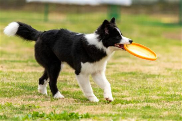 边牧犬多少钱一只幼崽?非纯种几百元(纯种1500元)(边牧犬多少钱一只幼崽纯种)