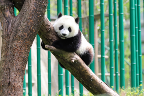 杀一只大熊猫会判死刑吗?最少判刑10年(最高无期或死刑)(杀死大熊猫犯法吗)